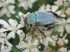 Hoplia argentea